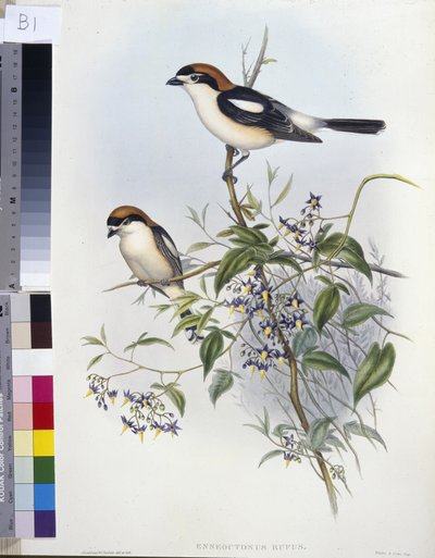 Träsnattskrike (Enneoctonus Rufus) (handfärgad litho) av John (after) Gould