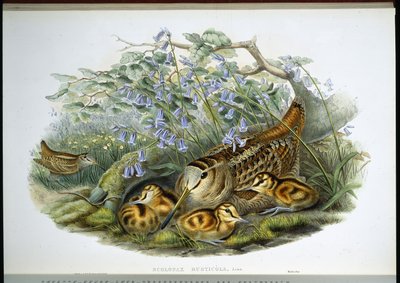 Woodcock (Scolopax Rusticola) (handfärgad litho) av John (after) Gould
