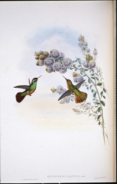Xantus kolibri (Heliopaedica Xantusia) (handfärgad litho) av John (after) Gould