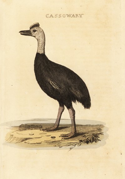 Södra kasuaren, Casuarius casuarius av John (after) Latham