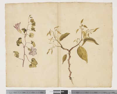 F.13 Ipomea Pes, get; Celtis paniculata, ca 1790-95 (akvarell och bläck på papper) av John (attr. to) Doody
