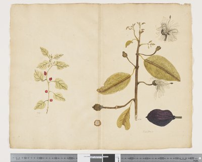 F.18 Tetragonia implexicom; Caparis nobilis 