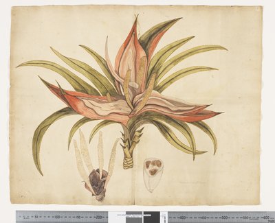 F.1 Freycinetia baueriana, ca 1790-95 (akvarell och bläck på papper) av John (attr. to) Doody