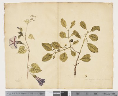 F.24 Ipomoea congesta; Elaeodendron curtipendulum, ca 1790-95 (akvarell och bläck på papper) av John (attr. to) Doody