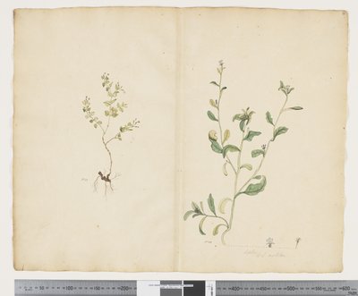 F.25 Euphorbia sparrmannii; Lobelia alata, ca 1790-95 (akvarell och bläck på papper) av John (attr. to) Doody