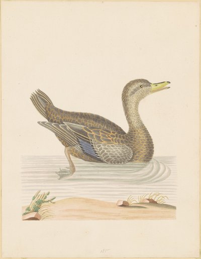 Roan Duck av John Abbot