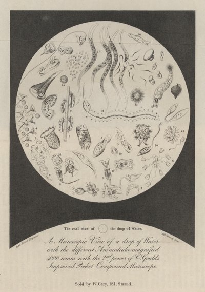 A Microscopic View of a drop of Water  av John Bacon