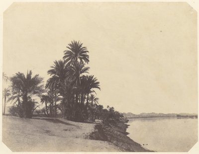 [Studier av dadelpalmer] av John Beasley Greene