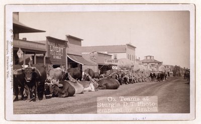 Oxelag i Sturgis, D.T., pub.1887 - 1892 (foto) av John C. H. Grabill