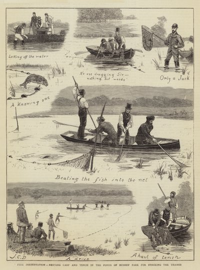 Fiskkonservering, nätkarp och sutare i Ponds of Bushey Park för utsättning av Themsen av John Charles Dollman