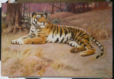 Tigern av John Charles Dollman