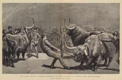 På Cattle Show, dömande Scotch Cattle, A Fractious Hielander av John Charlton