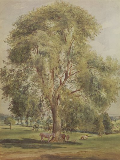 Trädet (wc) av John Constable