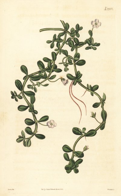 Brahmi eller vattenisop, Bacopa monnieri av John Curtis