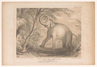 Spotprent träffade Lord Ellenborough som en vild olifant En vild elefant som trumpetar. En scen från Paradise Lost! (titel på objekt) HB Sketches (serietitel på objekt) av John Doyle