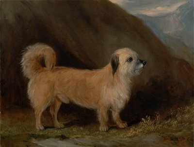 En Dandie Dinmont Terrier av John E. Ferneley
