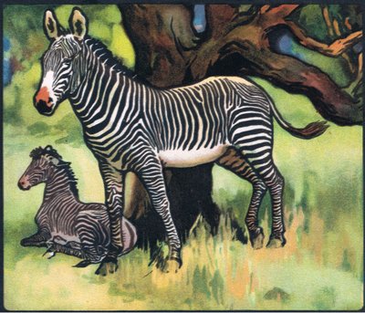 Zebror, illustration från "Pads, Paws and Claws" av P. Pycraft av John Edwin Noble