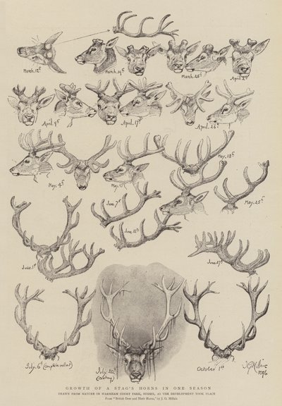 Tillväxt av en hjorthorn på en säsong av John Everett Millais