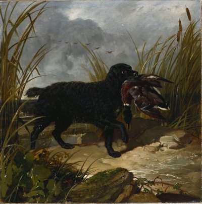 En irländsk vattenspaniel som hämtar en gräsanddrake, 1849 av John Frederick Herring Senior