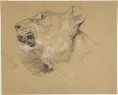 Huvud av en lejoninna av John Frederick Lewis