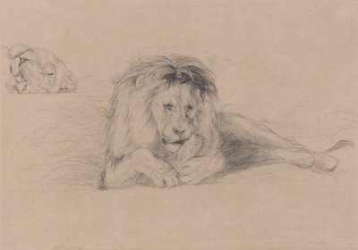 Studie av ett lejon och studie av en lejoninnas huvud av John Frederick Lewis