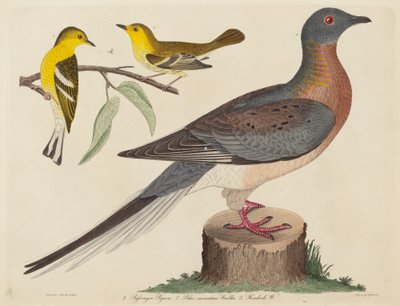 Passagerarduva, blåbergssångare och hemlocksångare, publicerad 1808-1814. av John G. Warnicke
