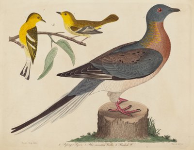 Passagerarduva, blåbergssångare och hemlocksångare, publicerad 1808-1814. av John G. Warnicke