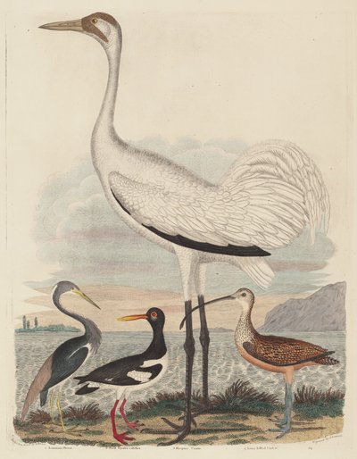 Louisiana Heron, Pied Oyster-catcher, Hooping Crane och Long-billed Curlew av John G. Warnicke after Alexander Wilson