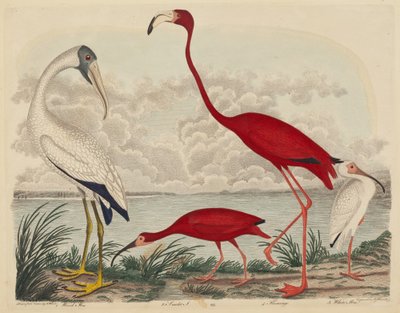 Wood Ibis, Scarlet Ibis, Flamingo och White Ibis av John G. Warnicke after Alexander Wilson