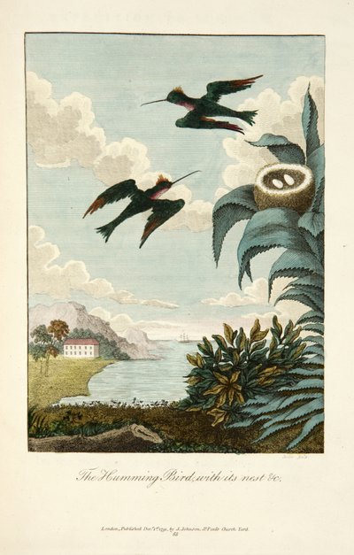 Kolibri, med sitt bo av John Gabriel Stedman
