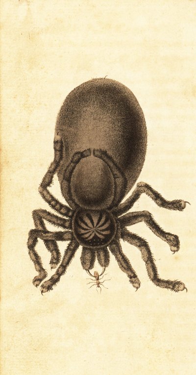 Rosa tå tarantula, Avicularia avicularia. ,1800 (gravyr) av John Gabriel Stedman