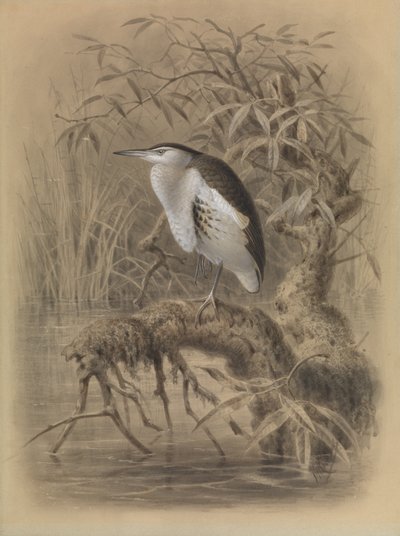 Dvärglärka, Ixobrychus minutus av John Gerrard Keulemans