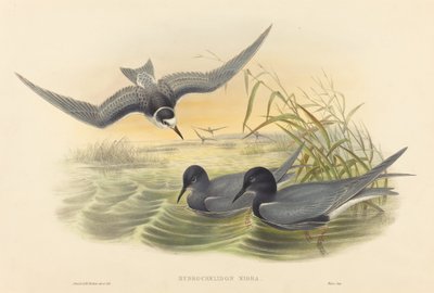 Hydrochelidon nigra. Skapare: John Gould, Henry Constantine Richter. av John Gould and Henry Constantine Richter John Gould and Henry Constantine Richter