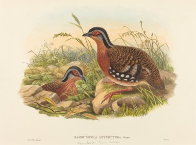 Rufous-breasted bambu rapphöna Bambusicola Hyperythra. Skapare: John Gould, William Matthew Hart. av John Gould, William Matthew Hart