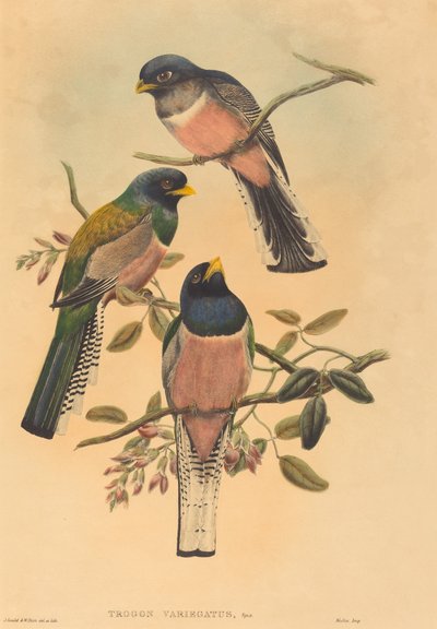 Trogan variegatus, troligen 18361838. Skapare: John Gould, William Matthew Hart. av John Gould, William Matthew Hart