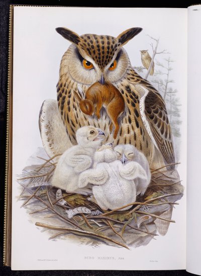 A Great Owl and Chicks, från "The Birds of Europe", publicerad 1832-37 av John Gould