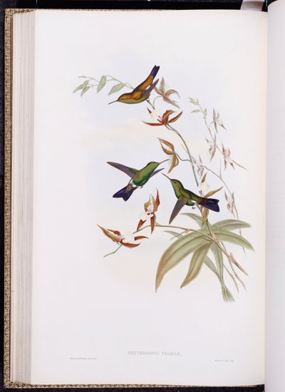 A Monograph of Trochilidae, eller Family of Hummingbirds, publicerad 1849-61 av John Gould