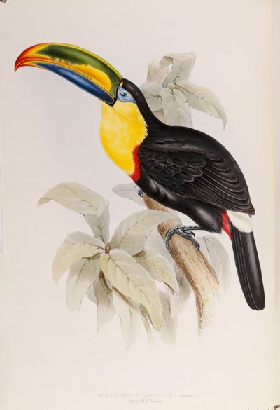 A Monograph of the Ramphastidae, eller Family of Tucans, första upplagan, publicerad 1834 av John Gould