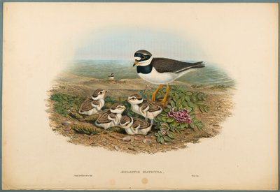 Aegialitis Hiaticula - Plöver (färg litho på vävt papper) av John Gould