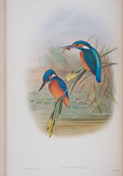 Alcedo Ispida, tallrik från The Birds of Great Britain av John Gould, publicerad 1862-73 (handfärgad lito) av John Gould