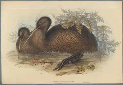 Apteryx Australis (färg litho på vävt papper) av John Gould