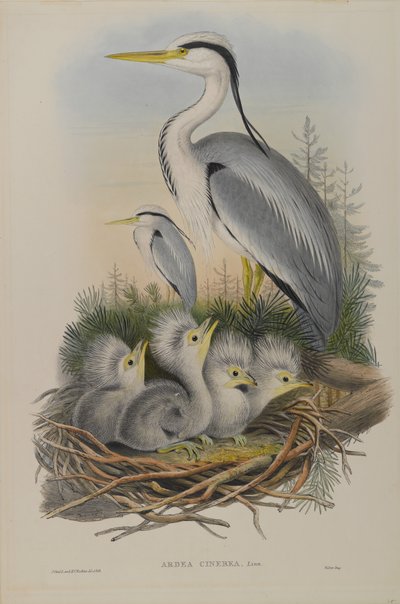Ardea Cinerea - Heron av John Gould
