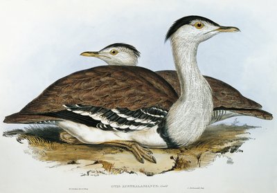 australisk bustrad (Otis australasianus) av John Gould
