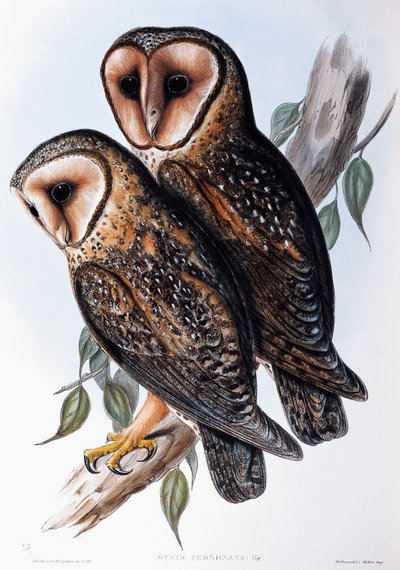Australian Masked-Owl (Strix personata), litografi från Birds of Australia av John Gould