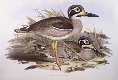 Strandtjockt knä (Esacus magnirostris eller Burhinus giganteus), gravyr av John Gould av John Gould