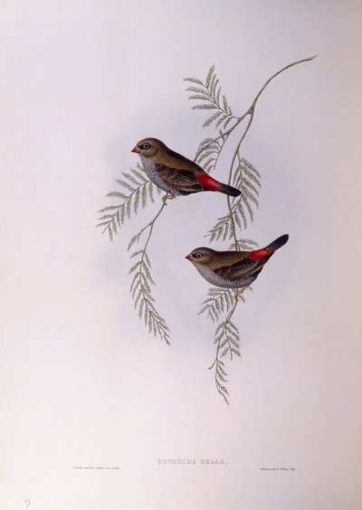 Vacker eldstjärt (Stagonopleura bella), Gravyr av John Gould av John Gould