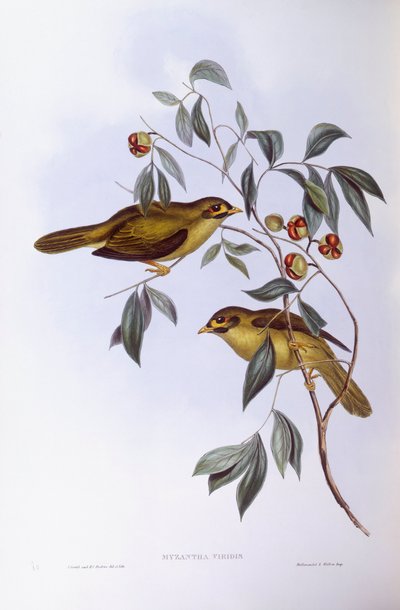 Bell miner (Manorina melanophrys), Gravyr av John Gould av John Gould