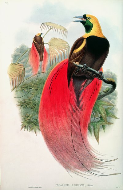 Paradisfågel, graverad av T. Walter av John Gould