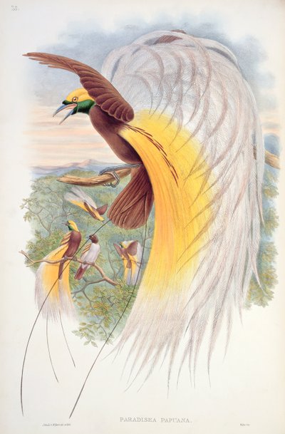 Ndege wa Paradiso, kutoka 