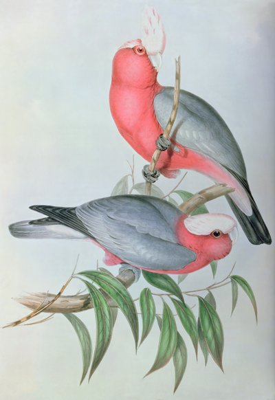 Asiens fåglar av John Gould